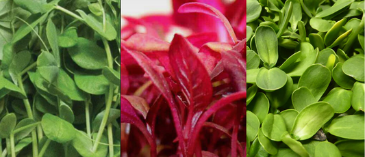 Amaranth, Pea Shoots, Sunflower