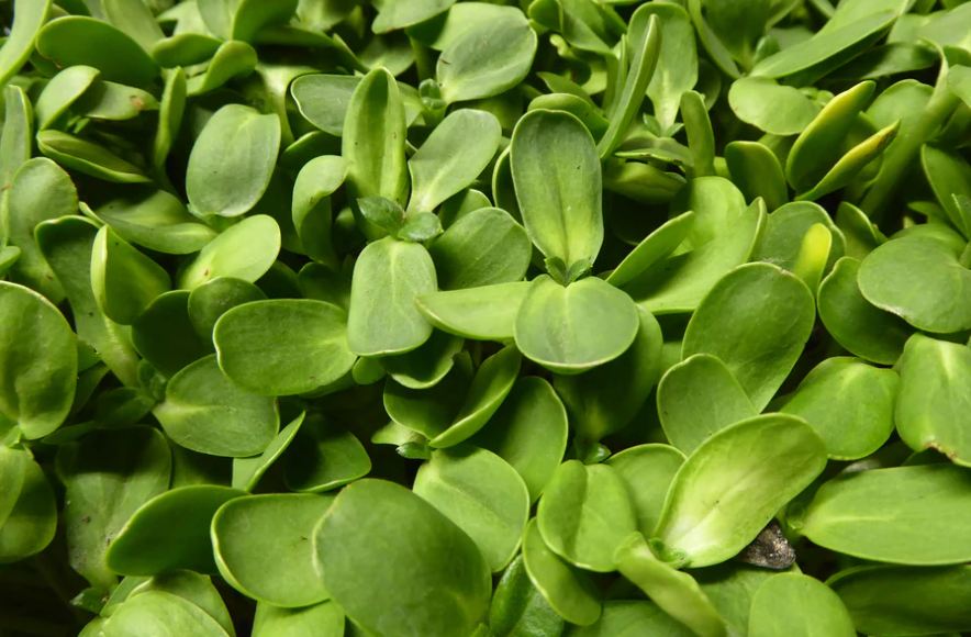 Amaranth, Pea Shoots, Sunflower