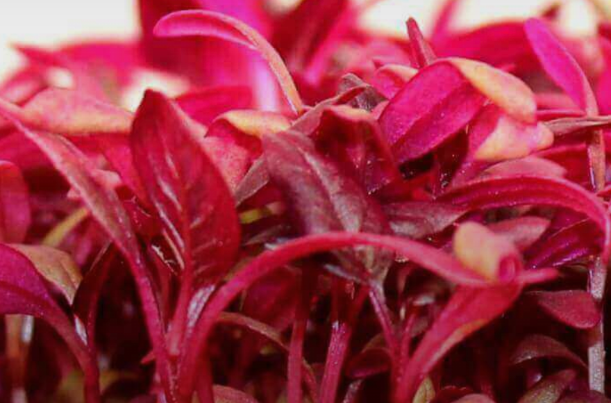 Amaranth, Pea Shoots, Sunflower