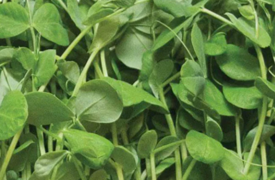 Amaranth, Pea Shoots, Sunflower